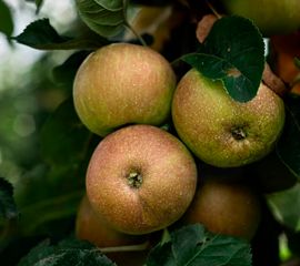 Яблоня с генетически измененным строением кроны