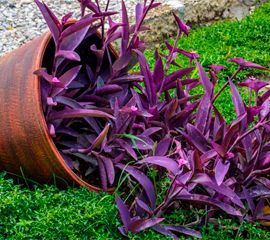 Традесканция