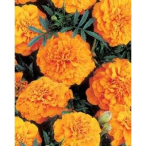 Бархатцы отклоненные Champion Orange, Чемпион Оранж, оранжевый