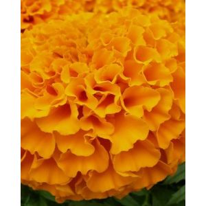 Бархатцы прямостоячие Taishan Orange, Тайшан Оранж, оранжевые