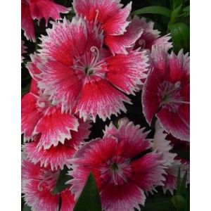 Гвоздика гибридная Chiba Cherry picotee, Чиба Черри Пикоти, розовая