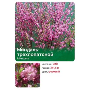 Миндаль трехлопастной