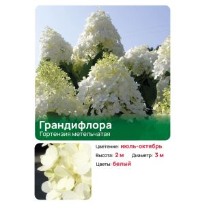 Гортензия Грандифлора (Grandiflora) метельчатая