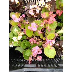 Бегония в/цвет в горшке