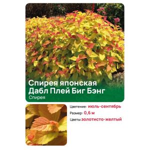 Спирея японская "Дабл Плей Биг Бэнг" (Double Play Big Bang)
