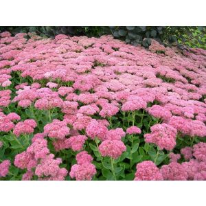 Очиток видный (Sedum spectabile `Brilliant`)