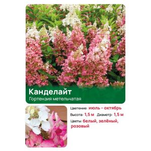 Гортензия Канделайт (Candlelight) метельчатая