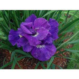 Ирис сибирский "Кабум" (Iris sibirica Kaboom)