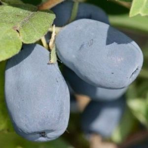 Жимолость "Индиго Джем" (Indigo Jam)