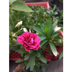 Гвоздика китайская садовая