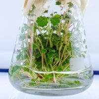 Микроклональное размножение растений