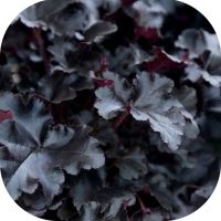 Новинка! Гейхера «Black Pearl»