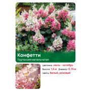 Гортензия Конфетти (Confetti) метельчатая