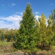 Лиственница Сибирская (Larix sibirica) h50-60 см