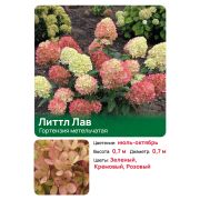 Гортензия Литтл Лав (Little Love) метельчатая