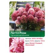 Гортензия Литтл Рози (Little Rosy) метельчатая