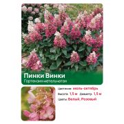 Гортензия Пинки Винки (Pinky Winky) метельчатая