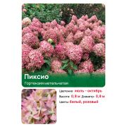Гортензия Пиксио ( Pixio) метельчатая