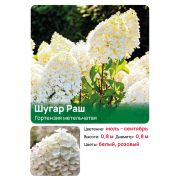 Гортензия Шугар Раш (Sugar Rush) метельчатая