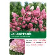 Гортензия Сандей Фрайз (Sundae Fraise) метельчатая
