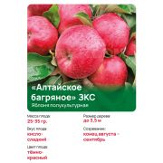 Яблоня полукультурная 