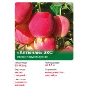 Яблоня полукультурная 