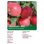 Яблоня полукультурная «Антоша» ЗКС