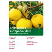 Яблоня полукультурная 