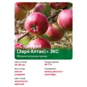 Яблоня полукультурная Сурхурай (Заря Алтая)
