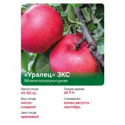 Яблоня полукультурная 