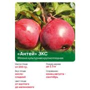 Яблоня крупноплодная 