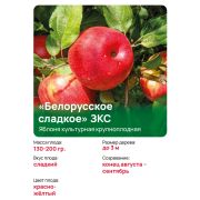Яблоня крупноплодная 