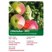 Яблоня крупноплодная «Мельба» ЗКС