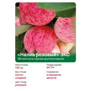 Яблоня крупноплодная 