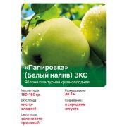 Яблоня крупноплодная 