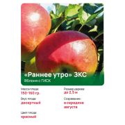 Яблоня с ГИСК «Раннее утро» ЗКС