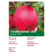 Яблоня с ГИСК «Елабужанка» ЗКС