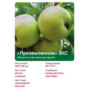Яблоня естественный карлик 