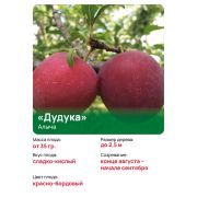 Алыча 