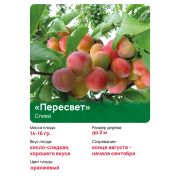 Слива 