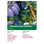 Слива 
