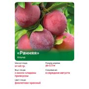 Алыча 