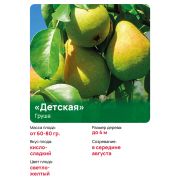 Груша 