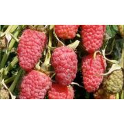 Малина ремонтантная