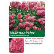 Гортензия Мэджикал Файер (Magical Fire) метельчатая