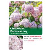 Гортензия Кандибелл Маршмэллоу (Candybelle Marshmallow) древовидная