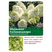 Гортензия Мэджикал Килиманджаро (Magical Kilimanjaro) метельчатая