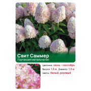 Гортензия Мэджикал Свит Саммер (Magical Sweet Summer) метельчатая