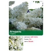 Сирень Агидель (Agidel)
