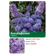 Сирень Аукубафолия (Aucubaefolia)